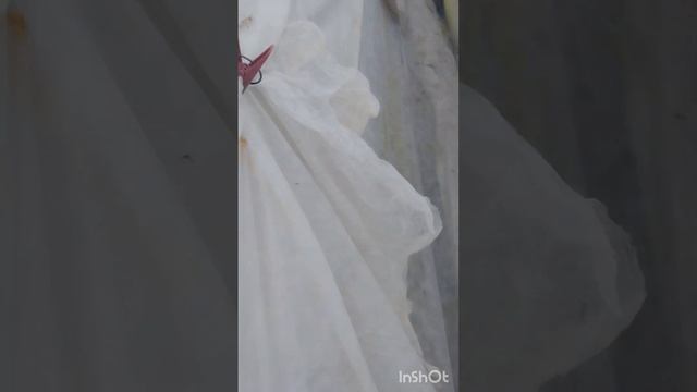 Виноград в Сибири