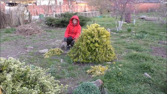 Парикмахер подстрижет все! Даже кусты/сажаю укроп/про?