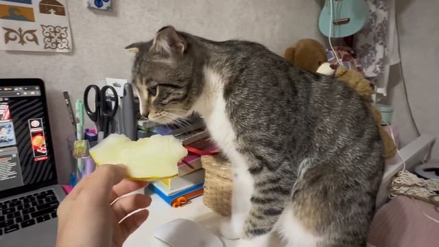 Кот кушает дыню 😇
