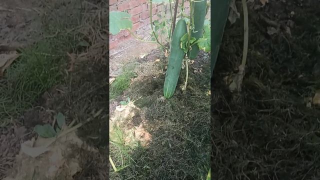 Это мое хозяйство с трудом но идет!