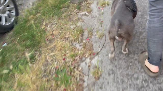 Вечерняя прогулка с Джарвисом