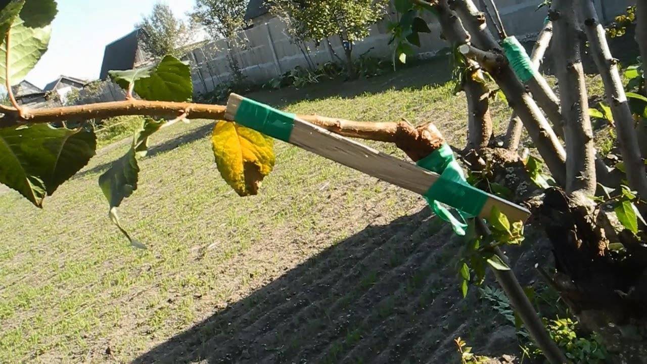 Превращаем алычу в вишню (результат) смотреть онлайн