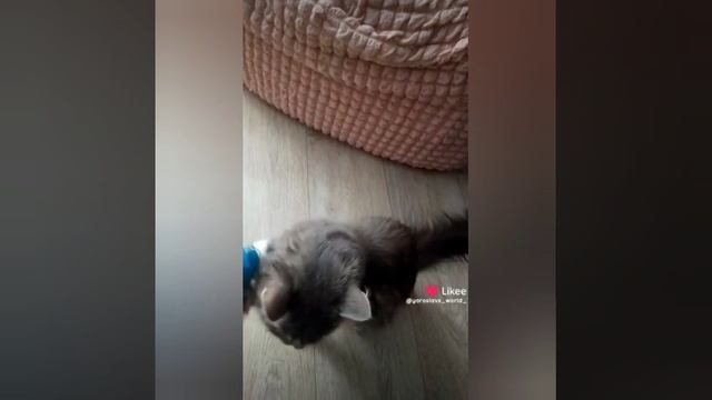 Мир Ярослава 2 часть сборник лайков ❤❤❤ ролики 2025 смотреть онлайн