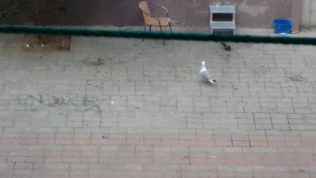 Vlog: Утро. Пока не пришел дворник.