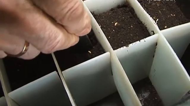 Удачные заметки. Пикировка перца смотреть онлайн