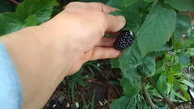 поспевает ежевика