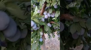 слива сорт Ненька