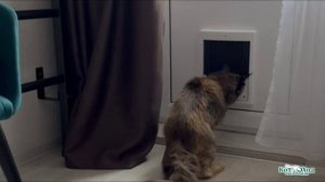 Утеплённая дверца для кошек - «Уличный Котоход»