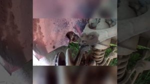 ГАЗ 31105 замена шаровых и маятника в дачных условиях.