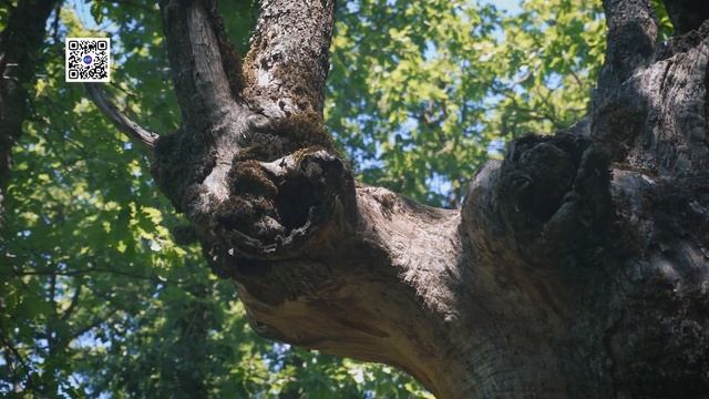 СТРАШНОЕ место в Крыму! Самое старое кладбище с МИРЕ Караимское кладбище Чуфут-Кале Бахчисарай, Крым смотреть онлайн
