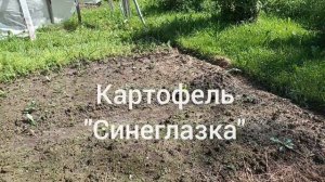 Обзор огорода 7 июня 2024 года. Картофель «Синеглазка».