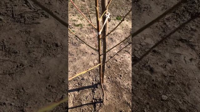 Обрізка персика після посадки на чашу та веретено