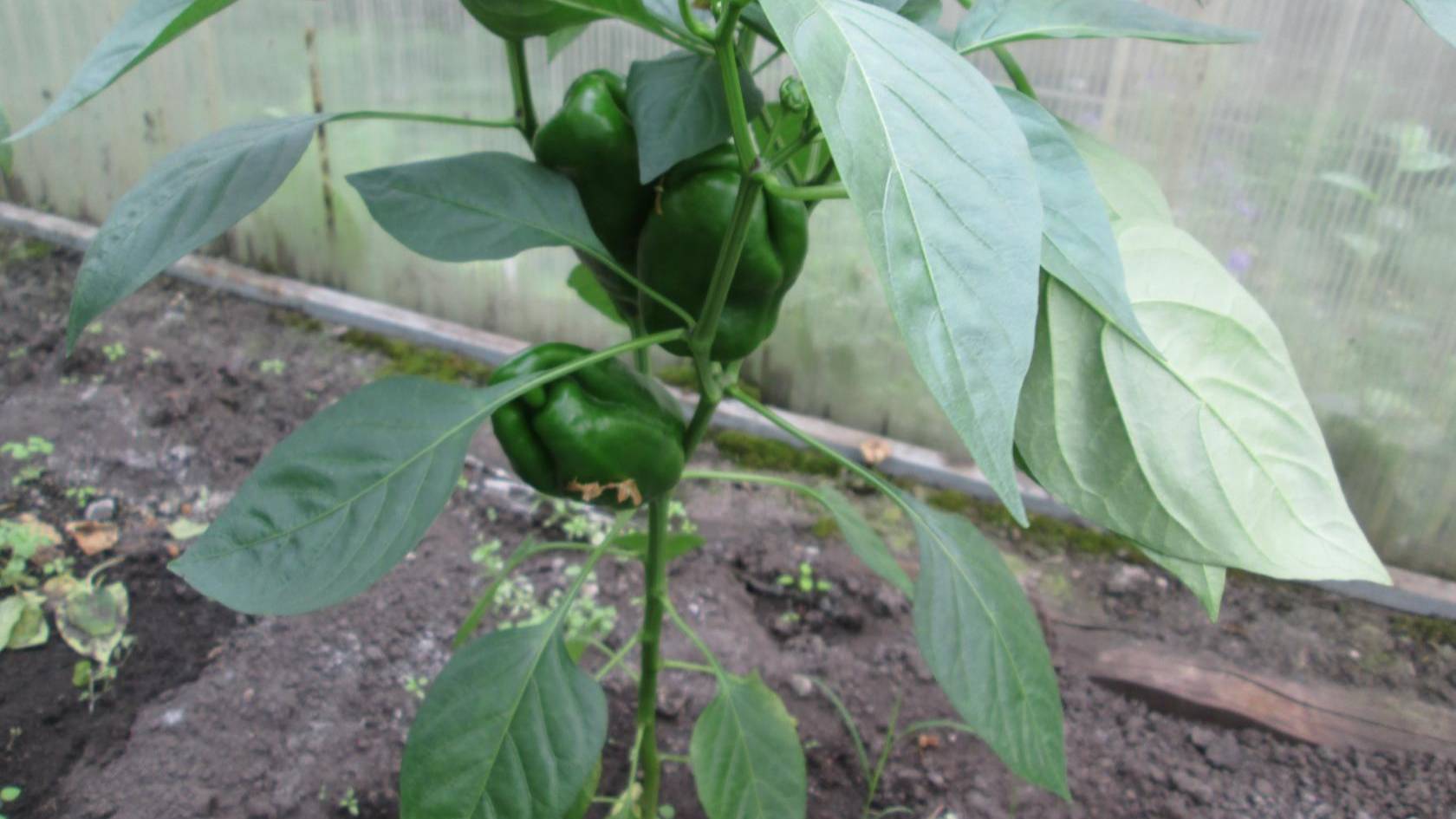 Формирование перца. Подвязываю перцы и убираю лишние листочки смотреть онлайн