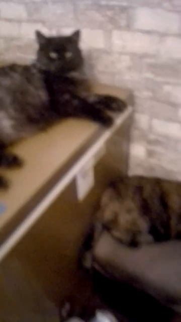 Хмурые голодные кошки ждут вкусняшки.