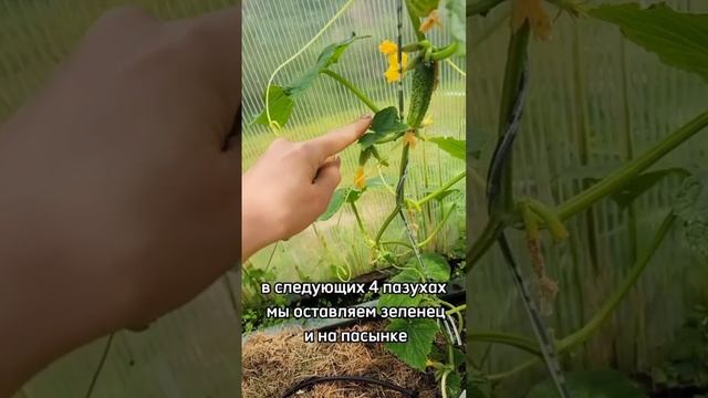 Три способа формирования огурцов в теплице 🥒 смотреть онлайн