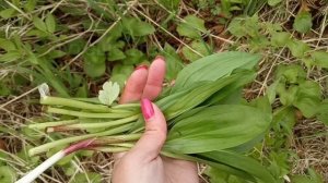 Красивые озера / папоротник в лесу / сбор черемши