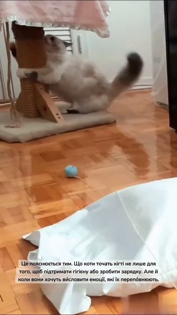 Чому кіт точить кігті, побачивши господаря #shorts #котик? смотреть онлайн
