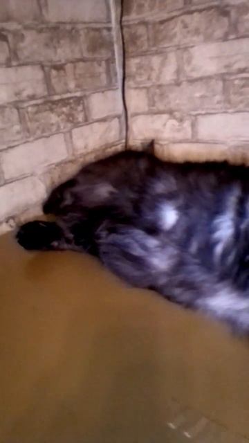 Спят Усталые Котята - Баю-Бай!