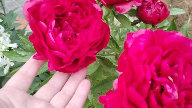 Пион Кэрол (Paeonia Carol) в нашем саду 2025 смотреть онлайн