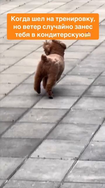 Не хватает мотивации на тренировки? Вам просто нужен тренер😉 смотреть онлайн