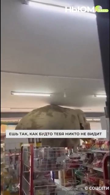В Таиланде слон ограбил магазин. Воришка вдоволь наелся снеками, но уйти незамеченным не смог. смотреть онлайн