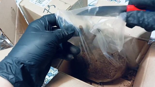 Распаковка срезочных хризантем. 🌿