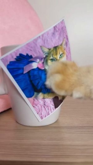 Мой кот Мося разбил мою кружку! #кот #кошки