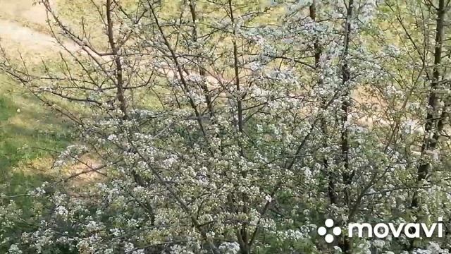 Цветёт груша под балконом...