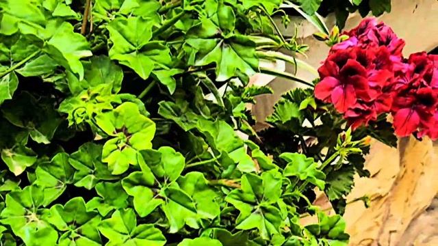 Gornensky Convent 24.04 Ожидание приезда Иконы праздник Встречи