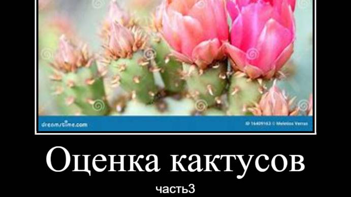 Оценка кактусов Ч.3