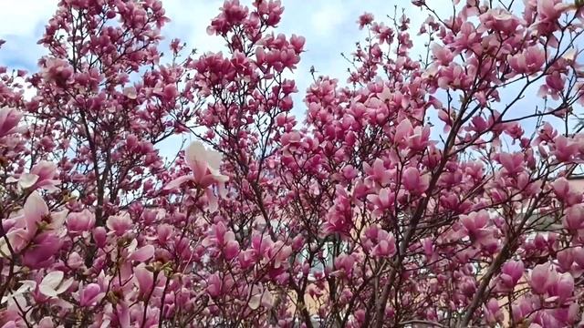 #анапа#чудо магнолия 24. 03. 24