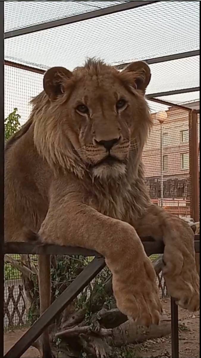 Шерхан, до свидания. #шерхан_тайган #шерхан #лев #lion #zoo #shortvideo смотреть онлайн