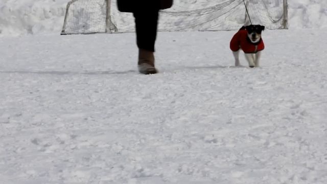зимние занятия Чипса