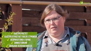 Травы для газона: какую лучше выбрать для своего участ