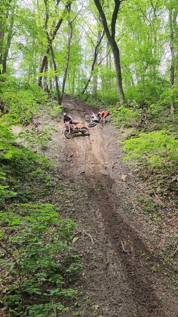 мамайский лес