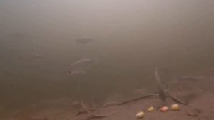Подводный Мир Рыбака / камера под водой #6