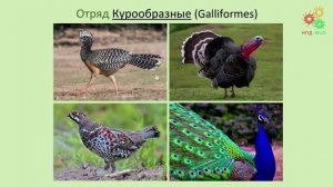 Зоология позвоночных. Разнообразие птиц (Литвинова Е. М.)