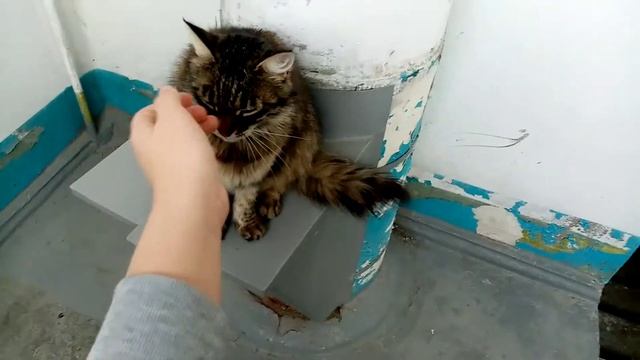 КОШКА МУСЯ :ПОЮ МОЛОКОМ, И ИГРАЮ С НЕЙ.