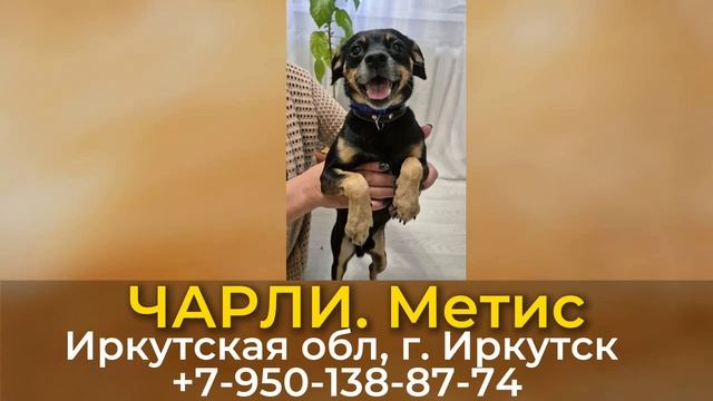 Пропала собака! ЧАРЛИ. Метис. Иркутская обл, г. Иркутск