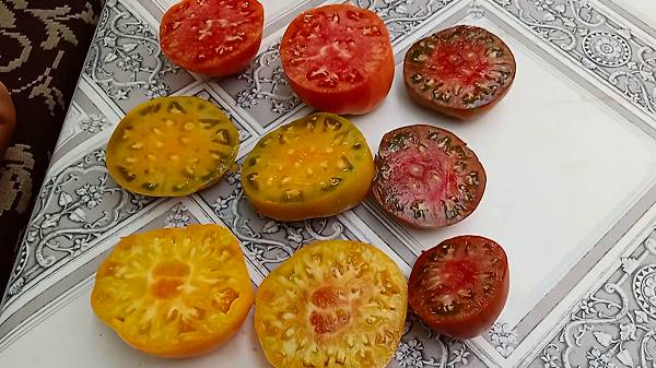 ТОМАТЫ-ГНОМЫ - мой опыт выращивания и результаты. смотреть онлайн