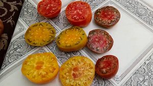 ТОМАТЫ-ГНОМЫ - мой опыт выращивания и результаты.