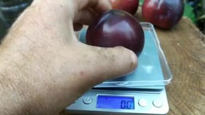 слива Руби кранч