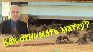 Как правильно отбирать матку для отводка? Методика профессора Кашковского