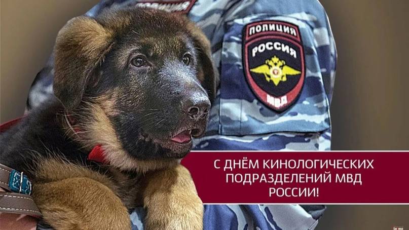 День кинологических подразделений МВД России смотреть онлайн