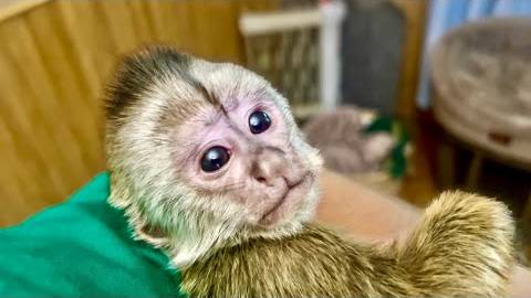 Девочки Мона и Анфиса совсем не хотят играть с Финей, потому что он САМЫЙ МАЛЕНЬКИЙ! смотреть онлайн