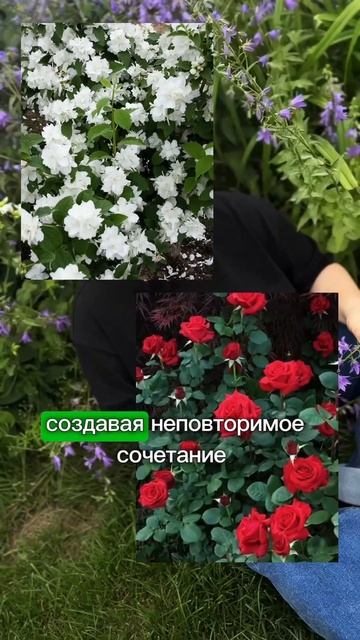 Лучшие сочетания цветов для вашей клумбы 🌸 #цветы #са? смотреть онлайн