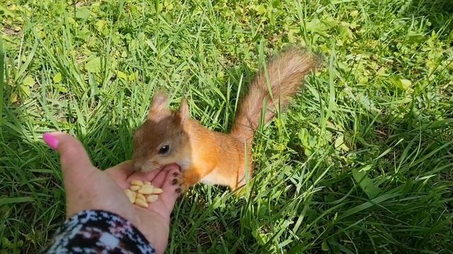 ПРОГУЛКА ПО НАБЕРЕЖНОЙ ФИНСКОГО ЗАЛИВА Г.САНКТ-ПЕТЕРБУРГ!✨️ КРАСИВЫЙ ПАРК В Г. ПЕТЕРГОФ.🌲 смотреть онлайн