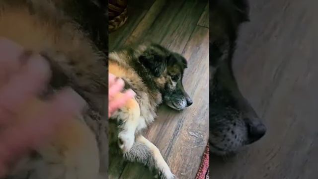 Принц Батурик 🐕💌🍀 Царские апартаменты 🏡🇩🇪💌🇬?