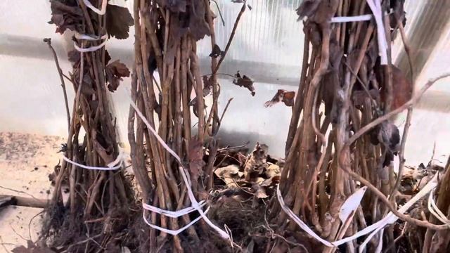 Саженцы черной смородины, апрель 2025г