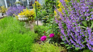 Обрезка многолетников, растения заполнители, первые розы, их партнёры. Сад 01.06.25г#топыкатегорий